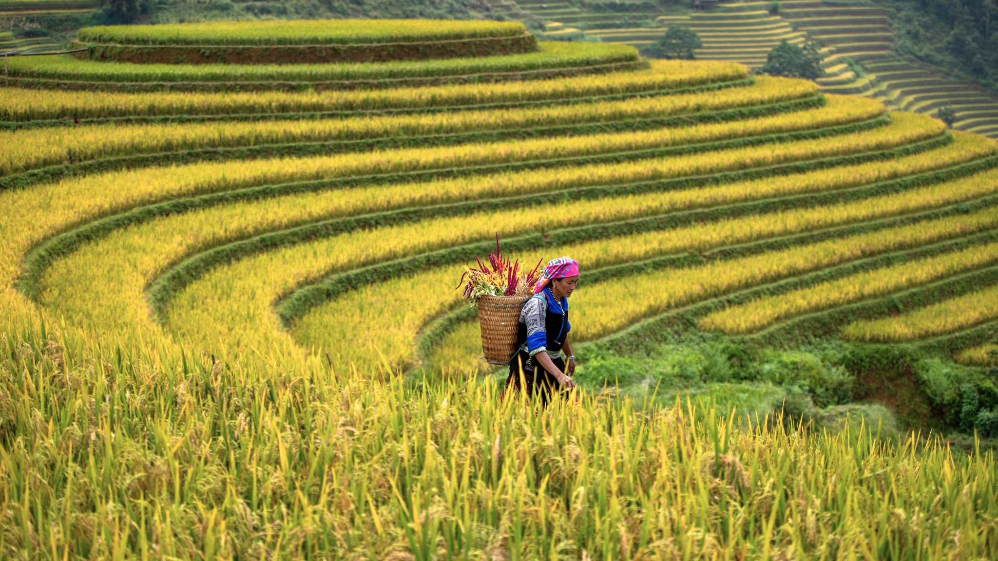 Vietnam Discovery